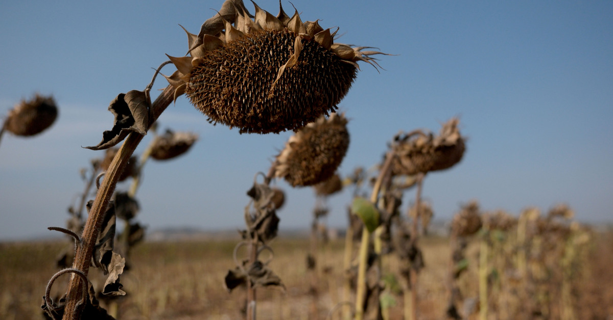 Bir yandan ani yağışlar, bir yandan yanan ayçiçekleri!