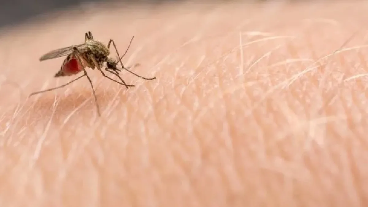 Karasinek Isırır Mı? Karasinek Tehlikeli Mi, İnsana Zarar Verir Mi?