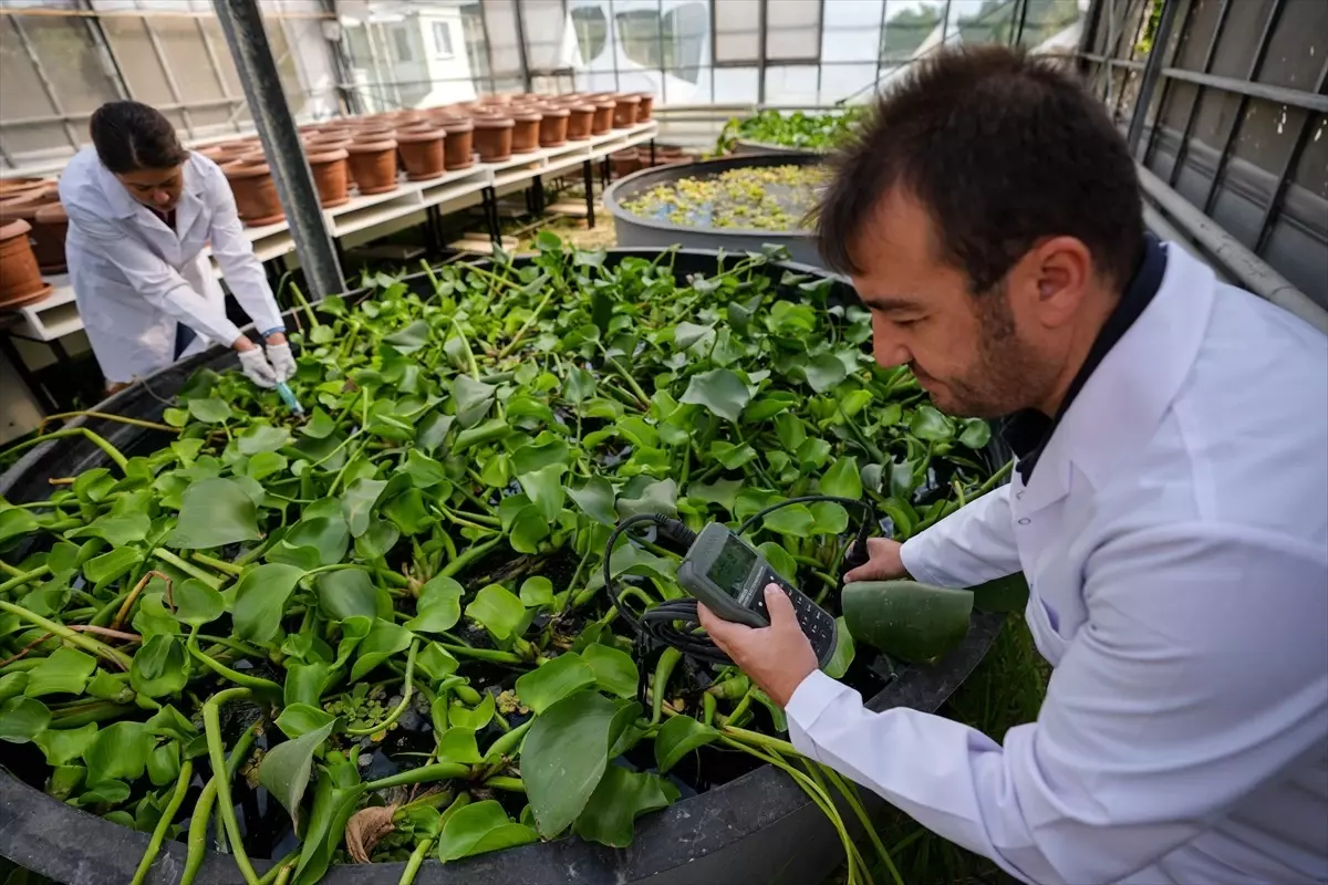 Atık Sular Bitkilerle Temizleniyor